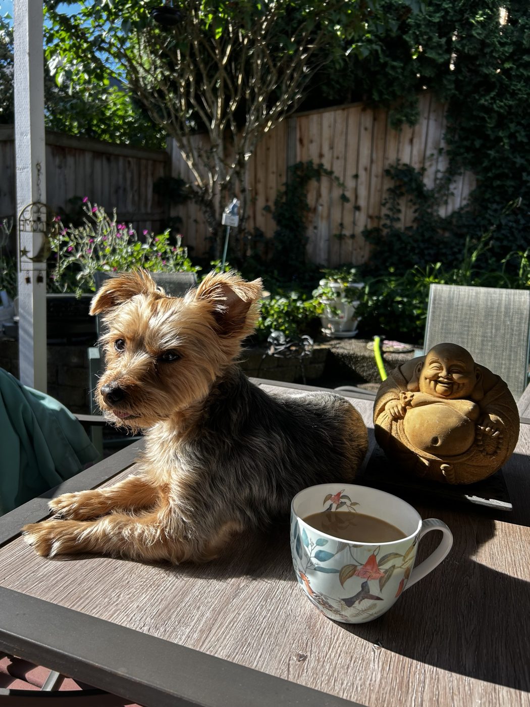 Wilbur the Yorkie relaxing on a sunny patio table