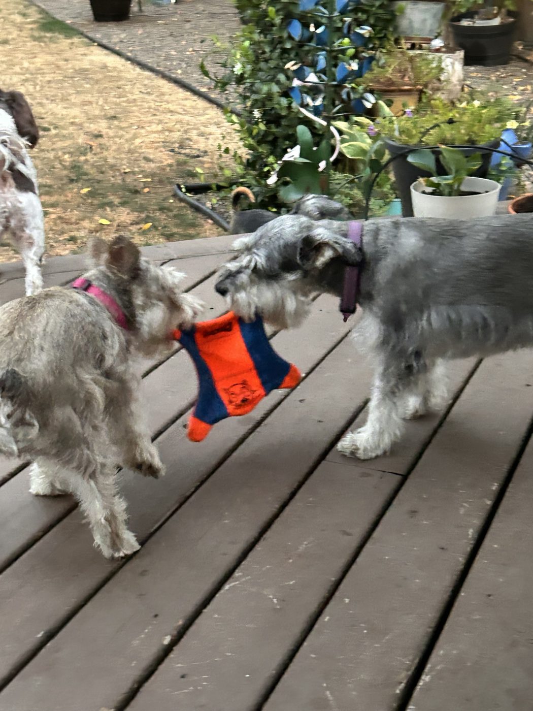 Two schnauzers in a friendly game of tug-of-war