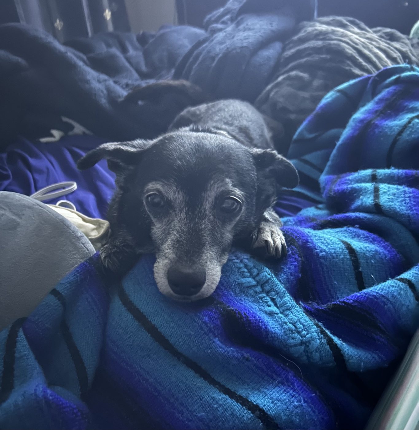 JuneBug, a senior dog, curled up cozy on a blanket