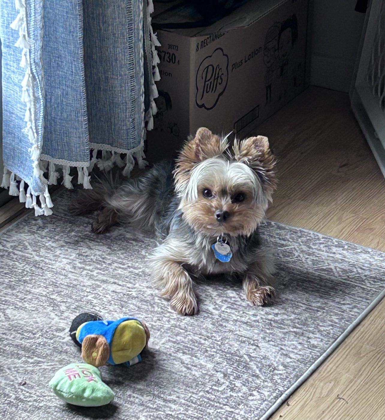 Mazie the Yorkie posing with her favorite toy